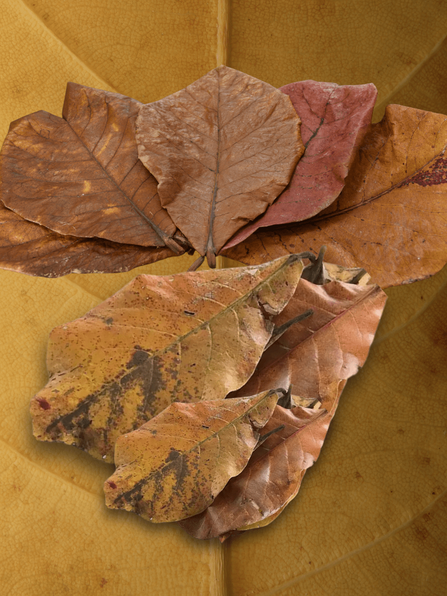 Dried Catappa Leaves